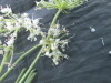 Thumbnail IMG_2591.JPG 