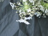 Thumbnail IMG_2592.JPG 