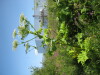 Thumbnail IMG_8094.JPG 