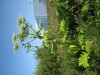 Thumbnail IMG_8095.JPG 