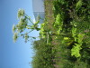 Thumbnail IMG_8096.JPG 