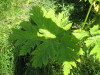 Thumbnail IMG_8097.JPG 