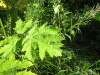 Thumbnail IMG_8098.JPG 