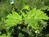 Thumbnail IMG_8099.JPG 