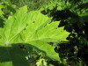Thumbnail IMG_8100.JPG 