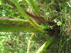 Thumbnail IMG_8101.JPG 