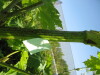 Thumbnail IMG_8102.JPG 