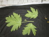 Thumbnail IMG_2997.JPG 
