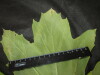 Thumbnail IMG_2999.JPG 