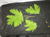 Thumbnail IMG_3001.JPG 