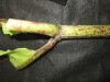 Thumbnail IMG_3002.JPG 