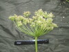 Thumbnail IMG_3009.JPG 