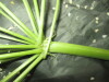Thumbnail IMG_3012.JPG 