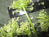 Thumbnail IMG_3013.JPG 
