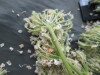 Thumbnail IMG_3014.JPG 