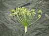 Thumbnail IMG_3015.JPG 