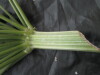 Thumbnail IMG_3016.JPG 