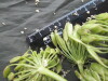 Thumbnail IMG_3017.JPG 