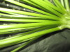 Thumbnail IMG_3018.JPG 