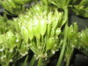 Thumbnail IMG_3019.JPG 