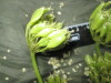 Thumbnail IMG_3020.JPG 