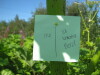 Thumbnail IMG_8105.JPG 