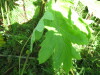 Thumbnail IMG_8108.JPG 