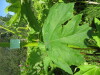 Thumbnail IMG_8109.JPG 