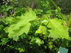 Thumbnail IMG_8111.JPG 