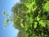 Thumbnail IMG_8112.JPG 