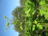 Thumbnail IMG_8113.JPG 