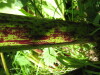 Thumbnail IMG_8114.JPG 