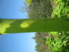 Thumbnail IMG_8115.JPG 
