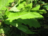 Thumbnail IMG_8116.JPG 