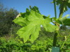 Thumbnail IMG_8117.JPG 