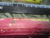 Thumbnail IMG_2520.JPG 