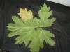 Thumbnail IMG_2522.JPG 