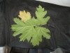 Thumbnail IMG_2523.JPG 