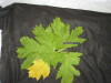 Thumbnail IMG_2524.JPG 