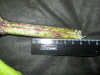 Thumbnail IMG_2525.JPG 