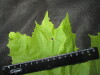 Thumbnail IMG_2526.JPG 