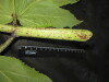 Thumbnail IMG_2527.JPG 