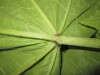 Thumbnail IMG_2528.JPG 