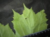 Thumbnail IMG_2529.JPG 