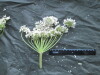 Thumbnail IMG_2530.JPG 