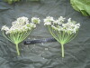 Thumbnail IMG_2531.JPG 