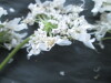 Thumbnail IMG_2532.JPG 
