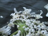 Thumbnail IMG_2533.JPG 