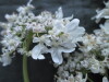 Thumbnail IMG_2535.JPG 