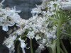 Thumbnail IMG_2536.JPG 